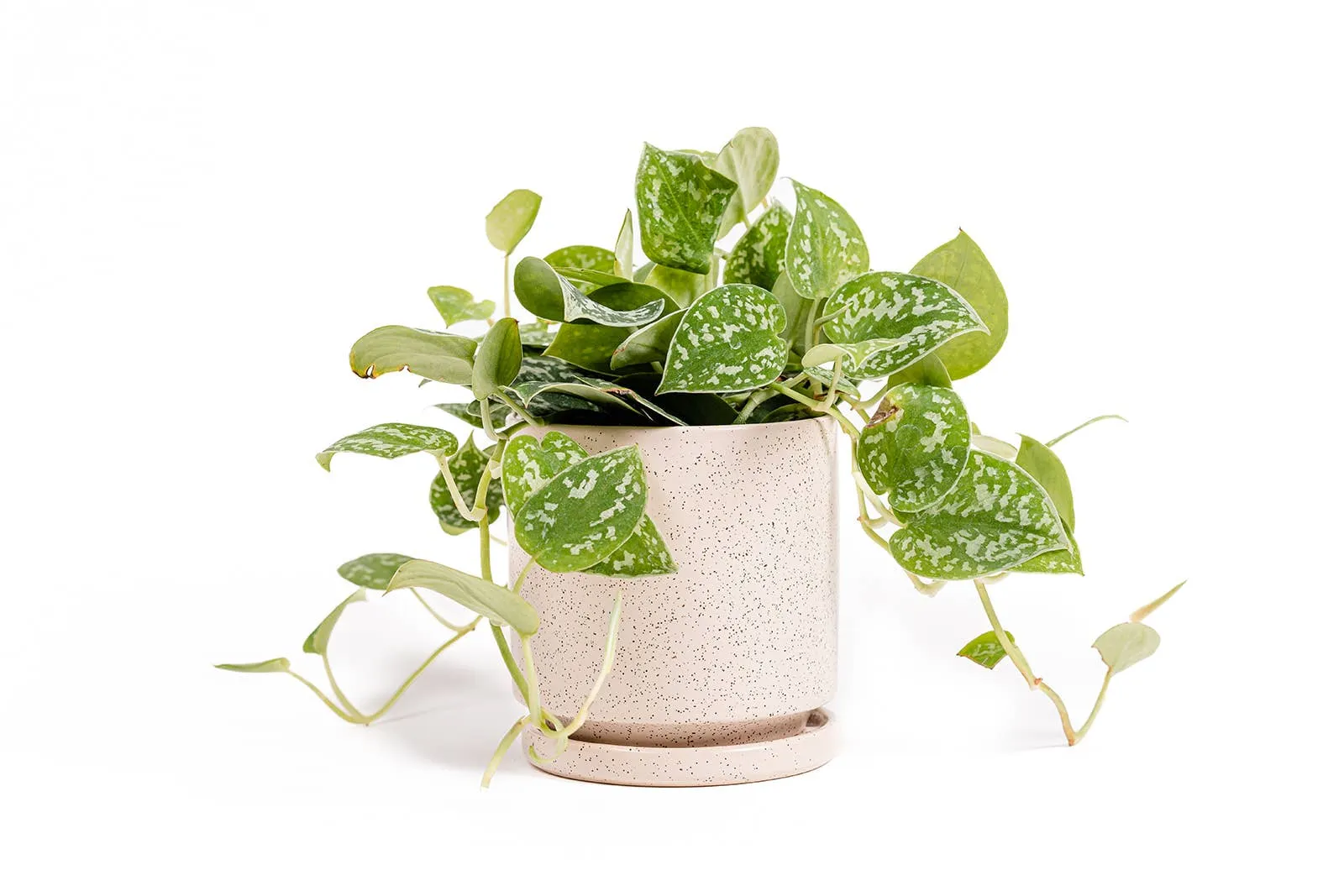 4.5" Cylinder Pot with Water Saucer | Textured Forest