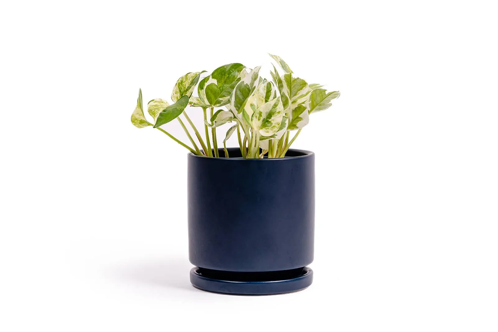 4.5" Cylinder Pot with Water Saucer | Textured Forest