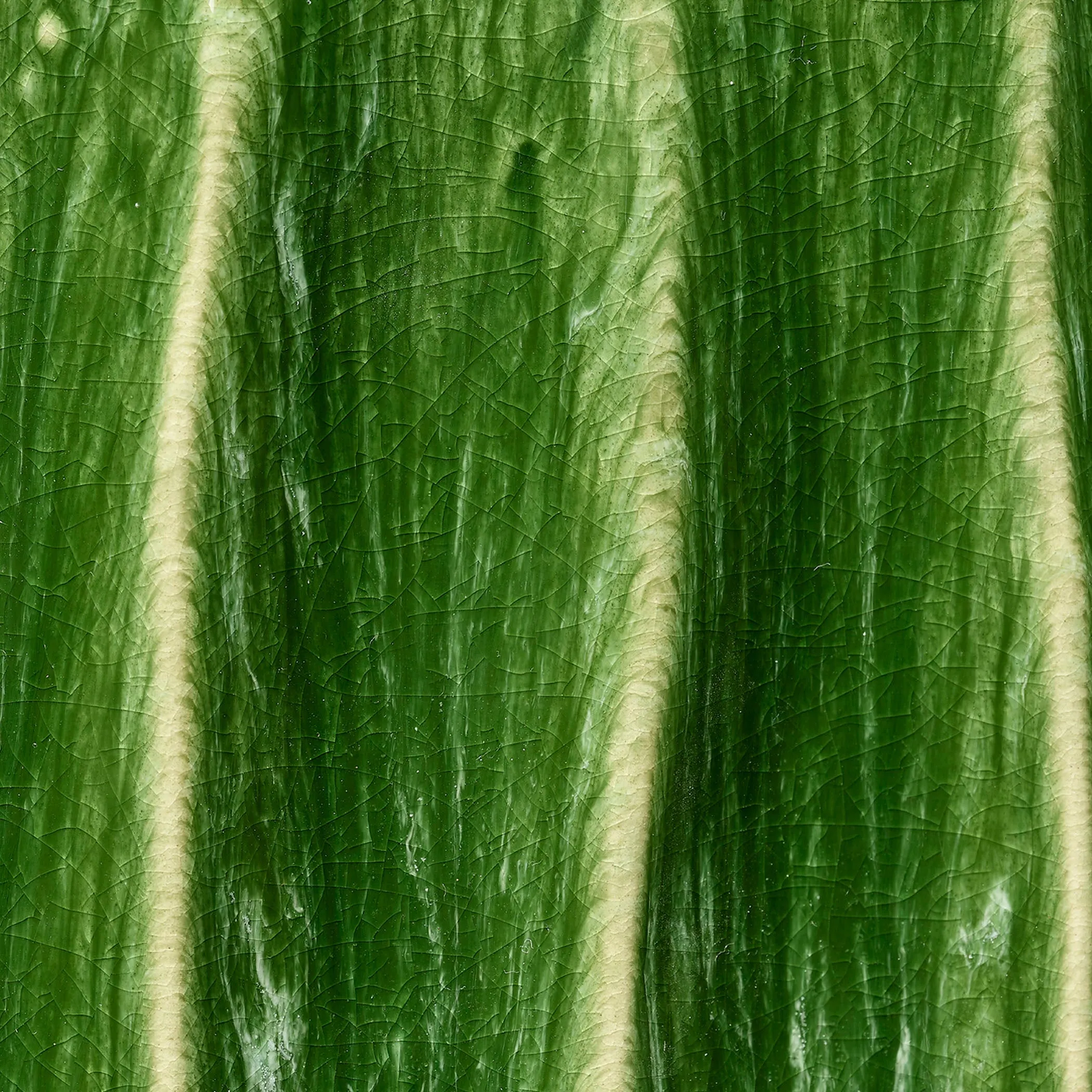 ALGAE