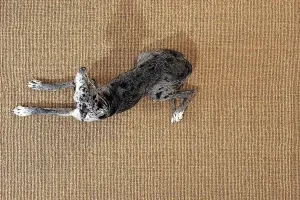 Coconutrug Naturale - Rug