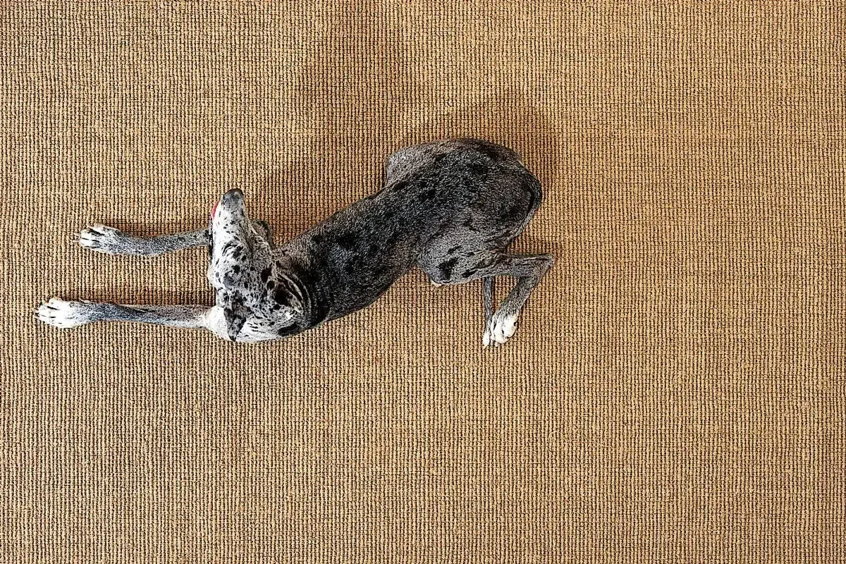 Coconutrug Naturale - Rug