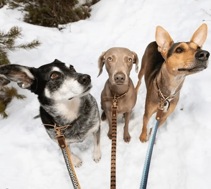 Fixed Length - Fish & Upland Print Dog Leash - Wholesale