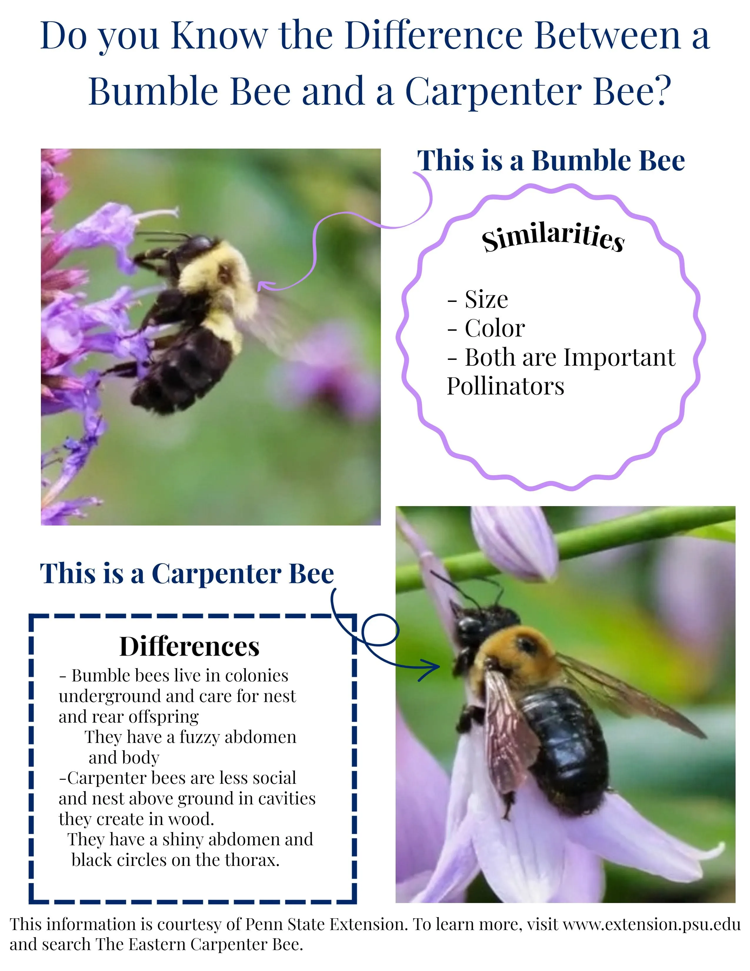 Handmade Cedar Carpenter Bee Trap