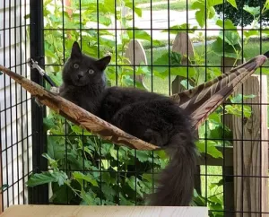 Outdoor Cat Hammock