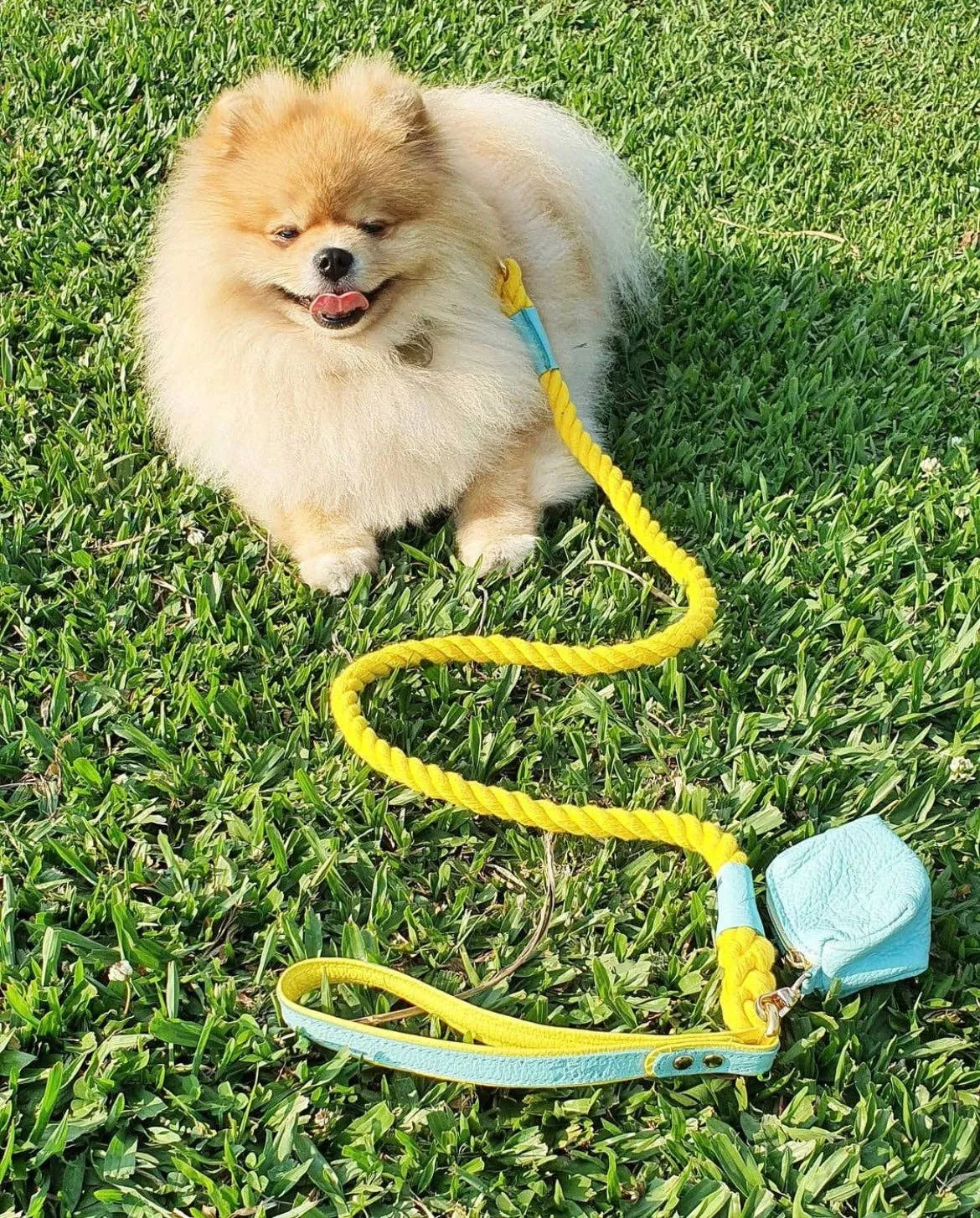 PoisePup - LEASH - SUNSHINE BABE